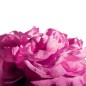 Radical Rose - Extrait de parfum - Matière Première (100 ml) - Une rose corsée, entre fleur et sel